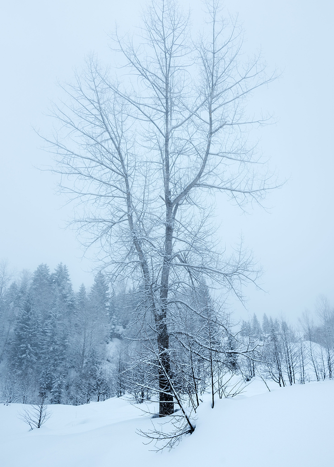 Winter Landscape