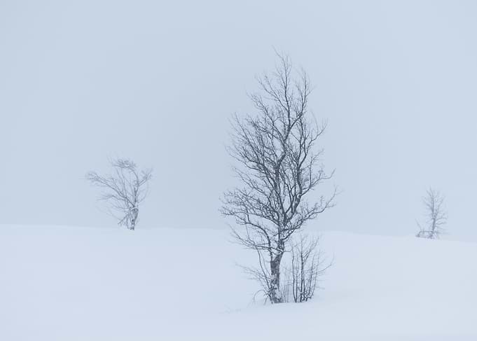 Winter Landscape