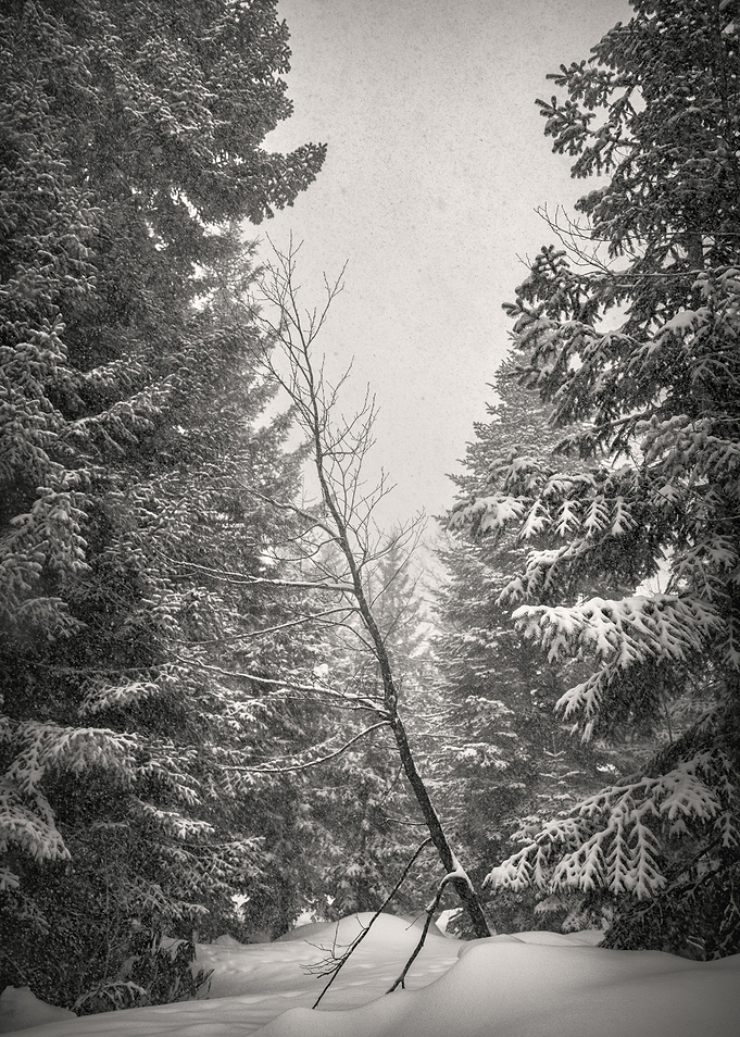 Winter Landscape