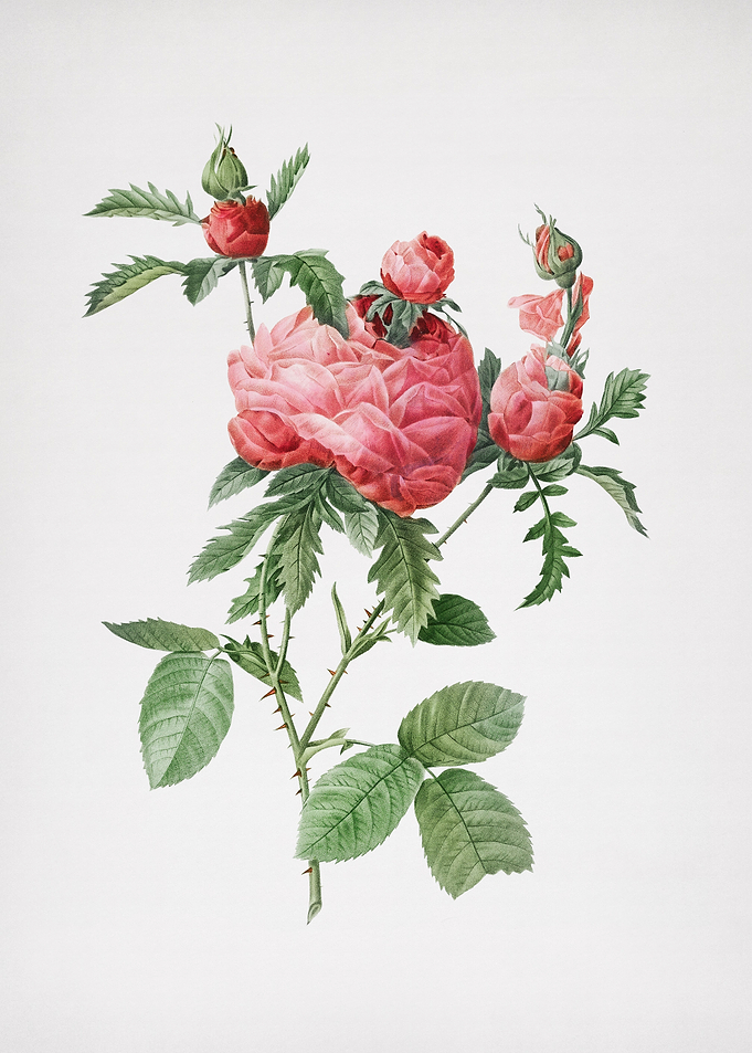 Vintage Cabbage Rose