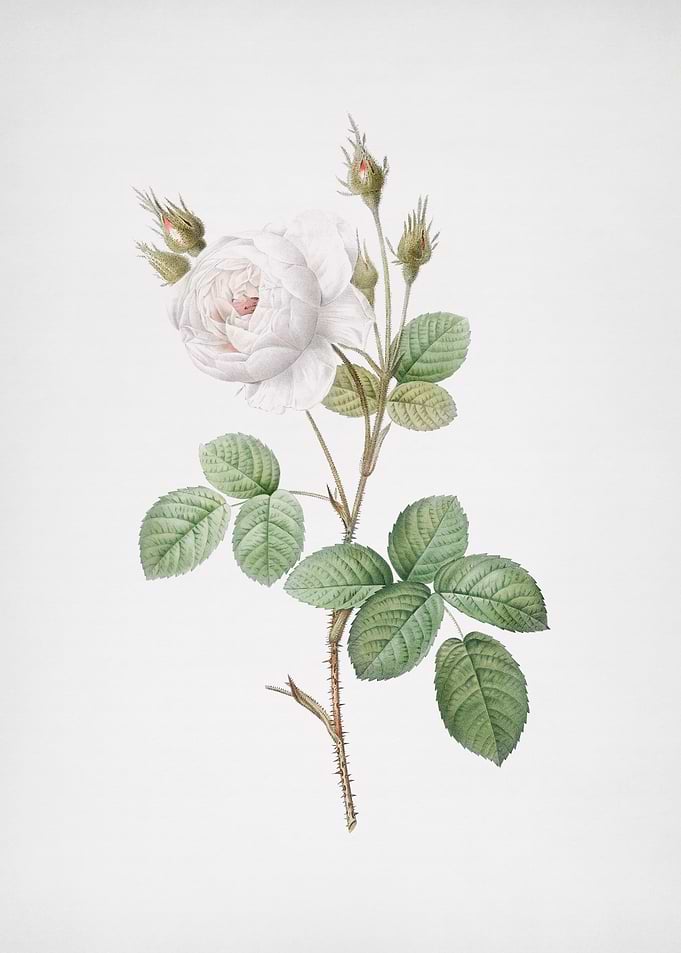 White Misty Rose