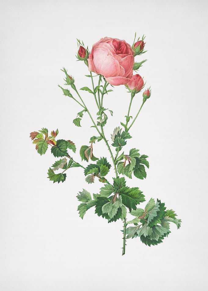 Pink Rosebush
