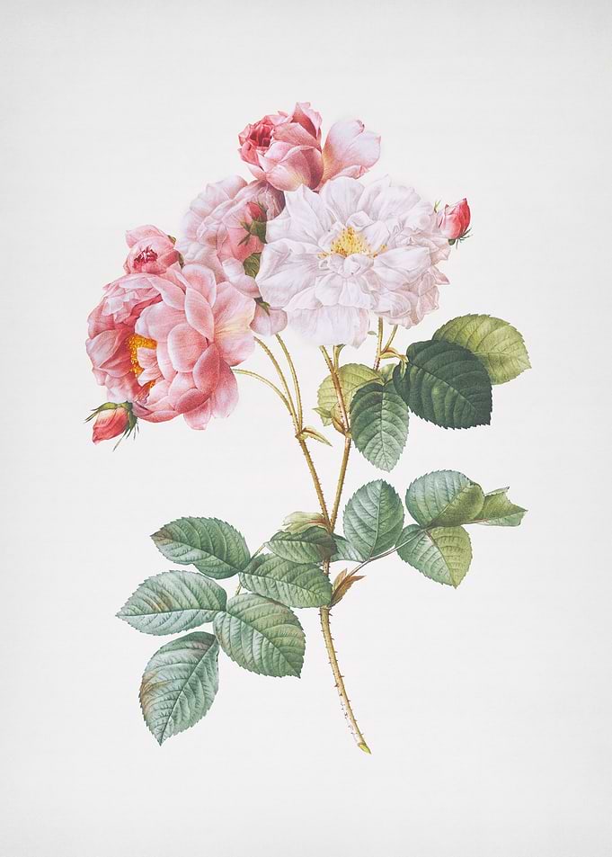 Pink Damascus Rose