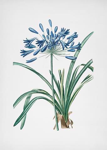 African Lily
