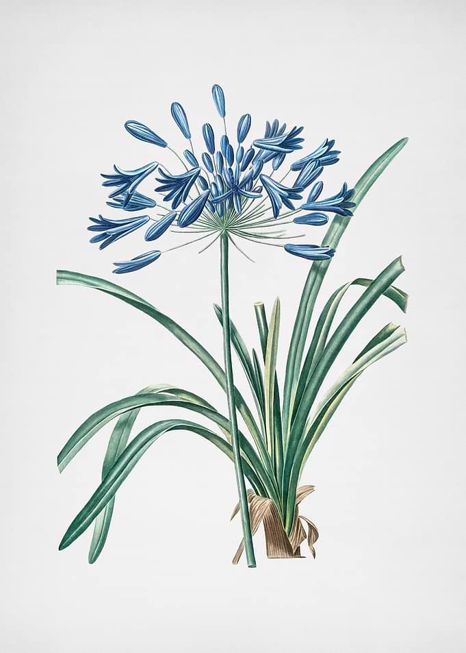 African Lily