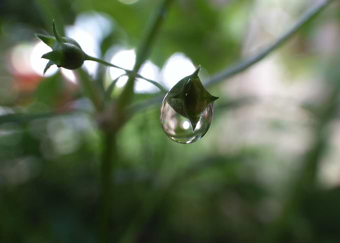 Droplet 106
