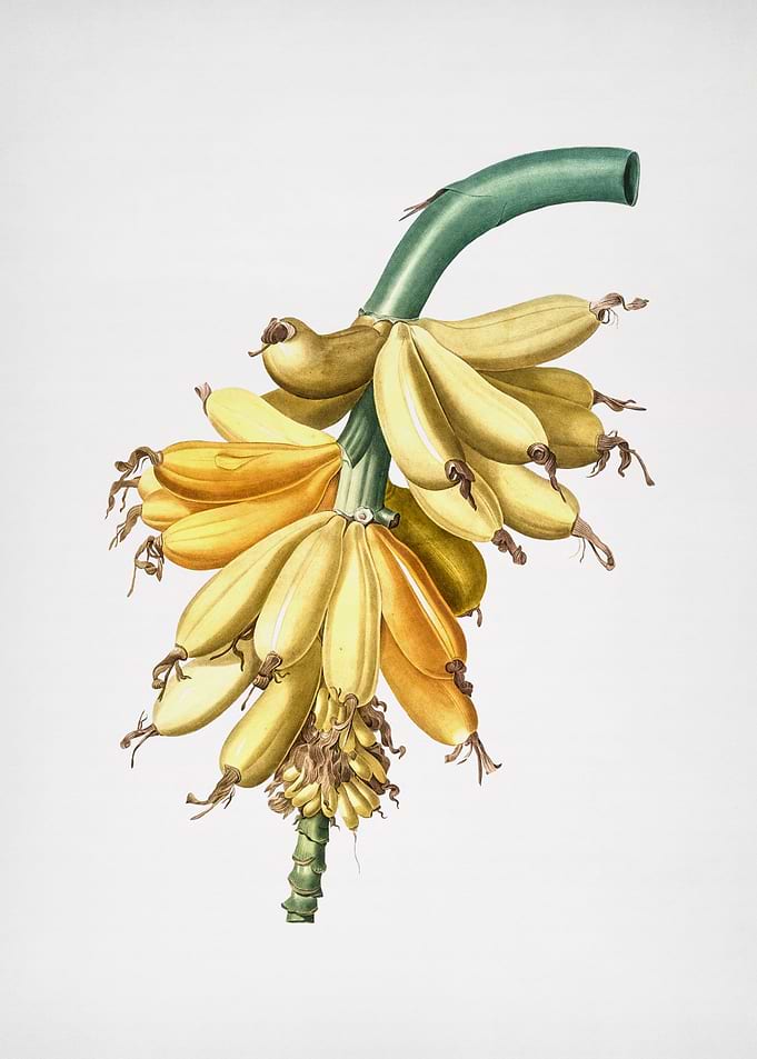 Bananas