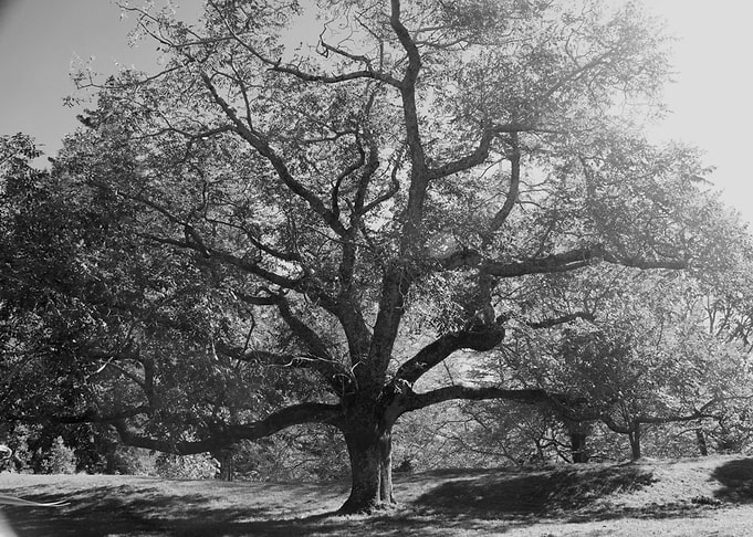 Tree of life