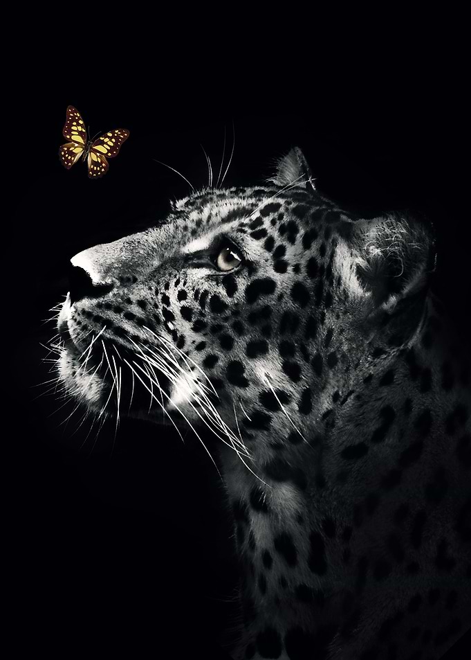 jaguar with butterfly