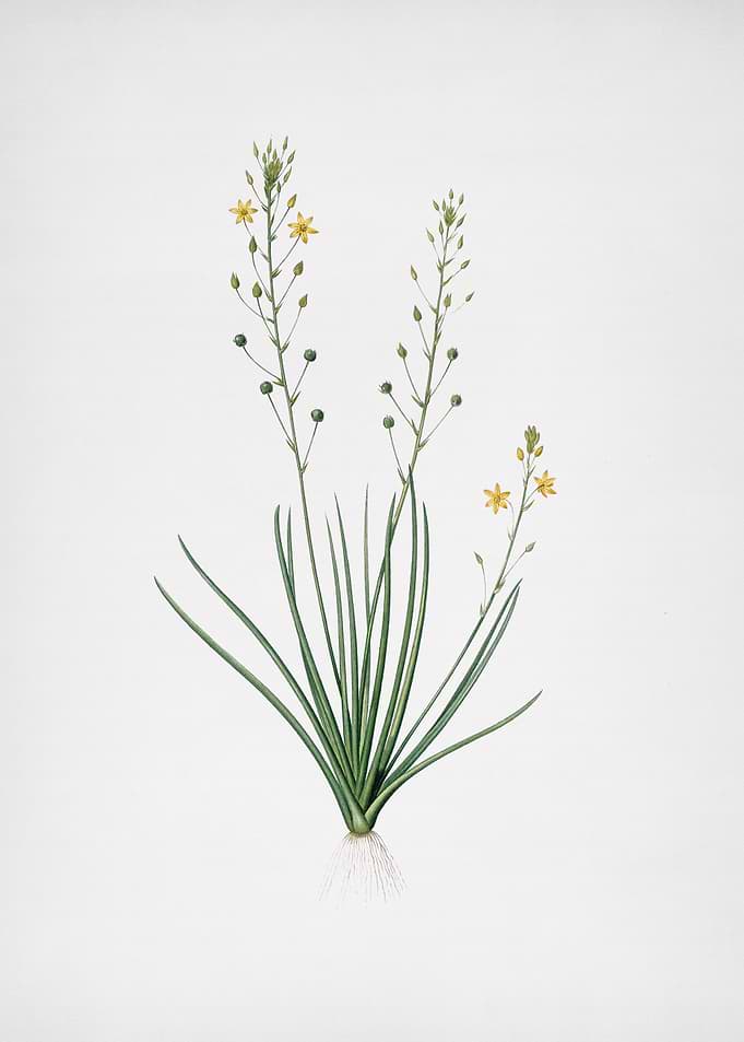 Bulbine Lily