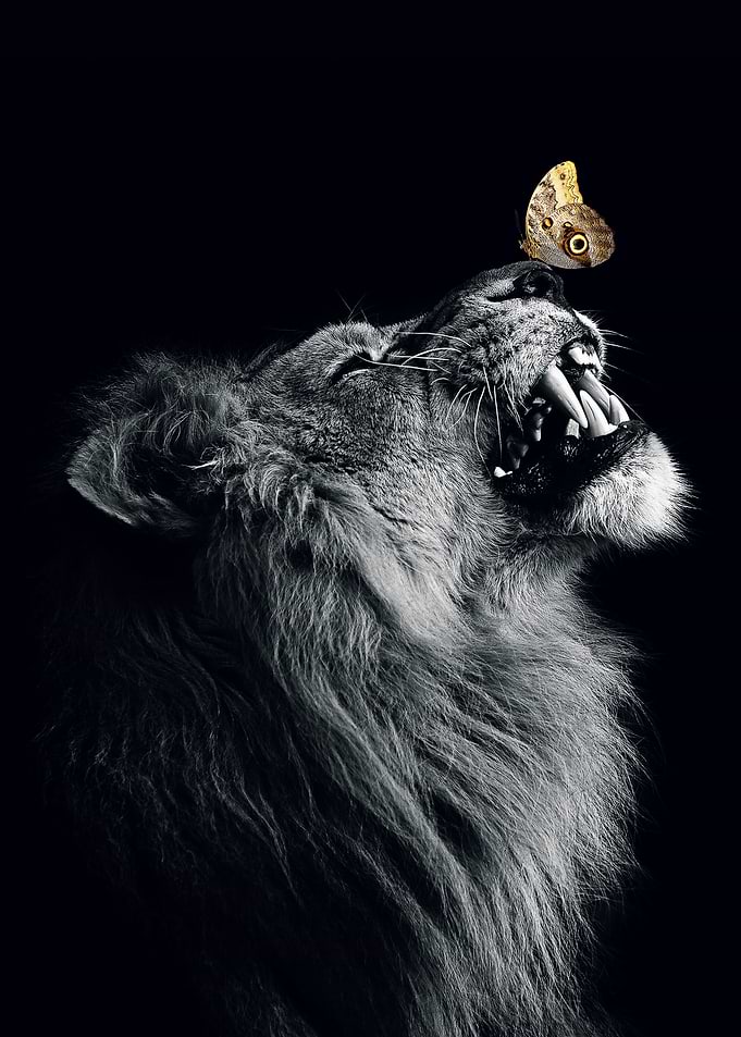 Lion with butterfly poster