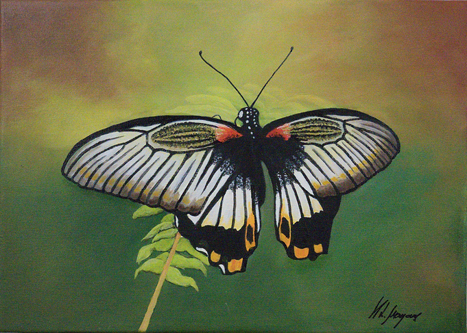 White butterfly
