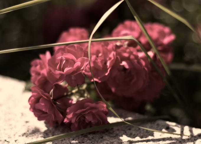 Blumenduefte