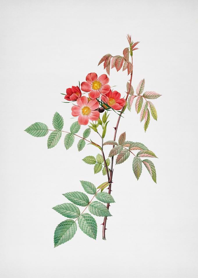 Vintage Rosa Glauca