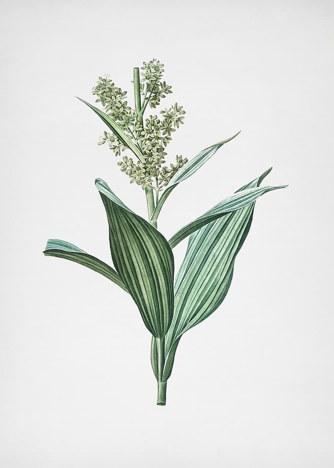 False Helleborine