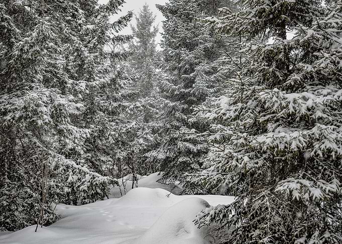 Winter Landscape