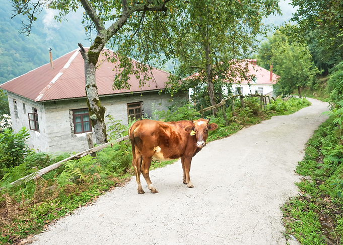 Country Road
