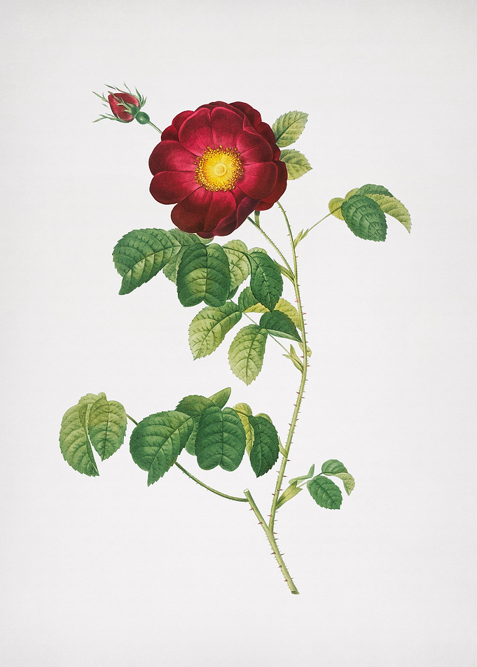 Vintage Rose