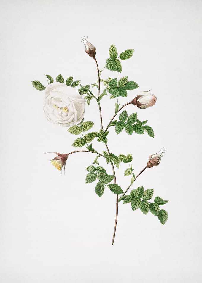 Hispid Rose