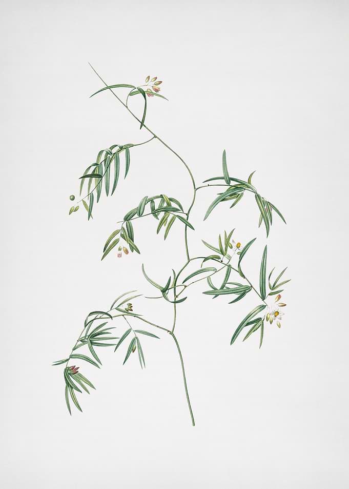 Bridal Creeper