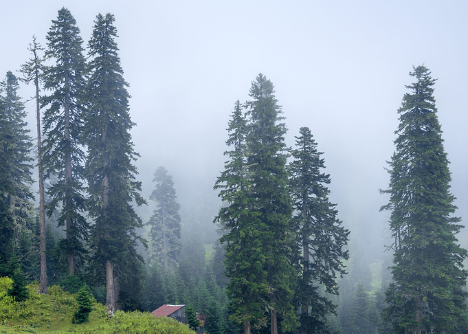 Mist