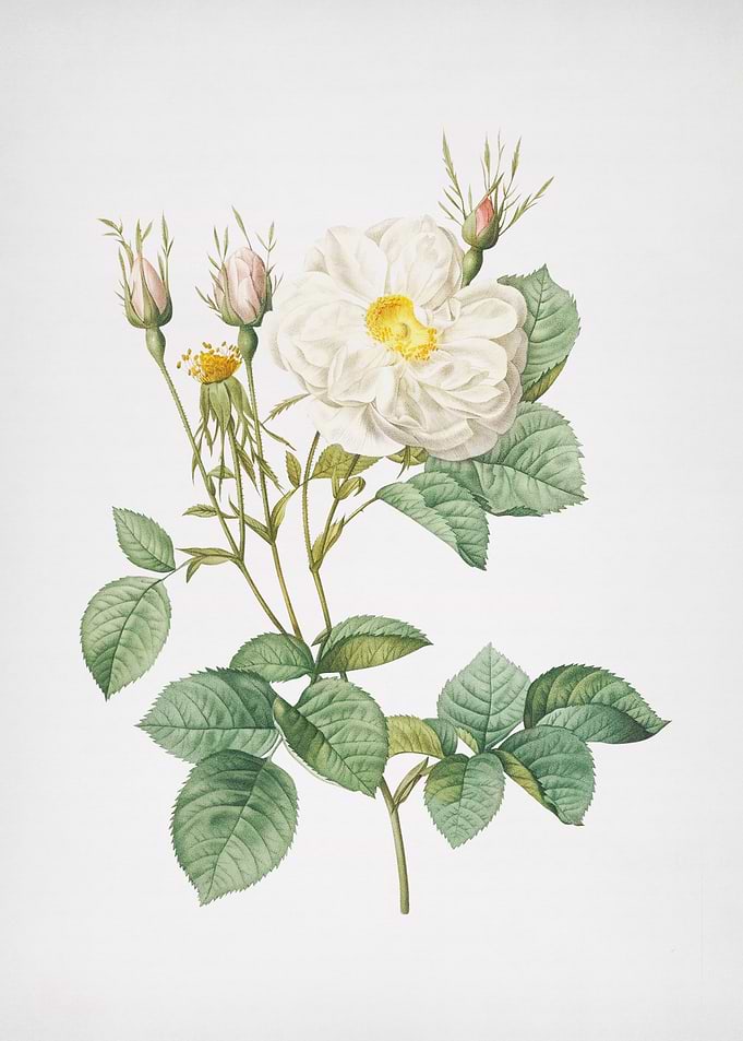 White Rose of York