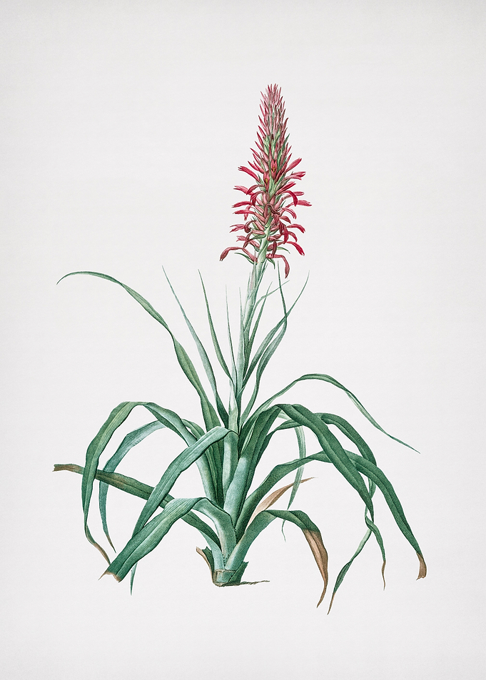 Pina Cortadora