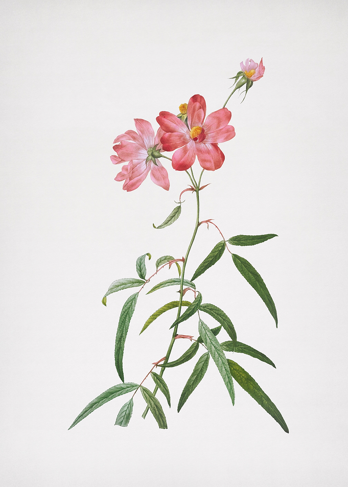 Blooming Pink Roses