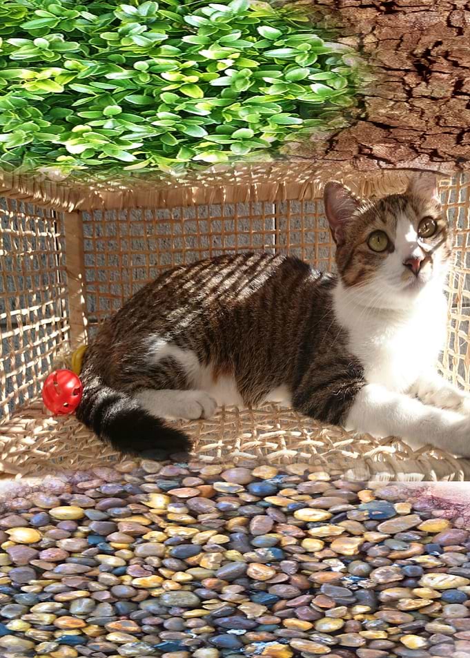 Mili