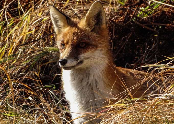 Foxx
