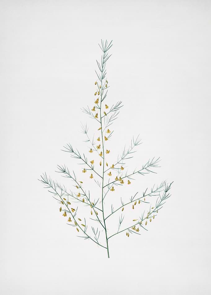 Sea Asparagus