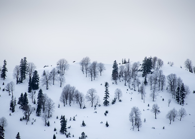 Winter Landscape