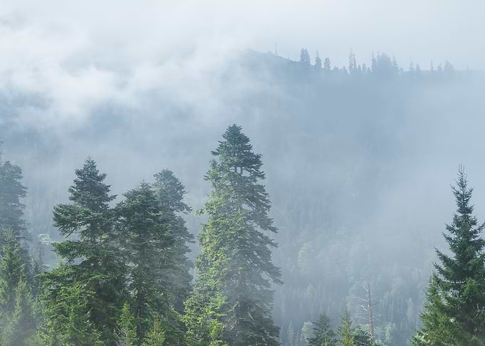 Foggy Morning