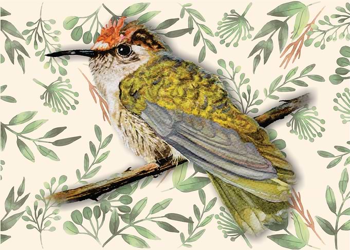 Anthocephala floriceps
