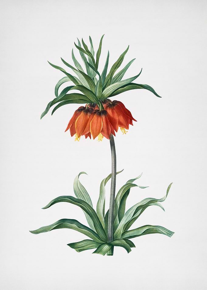 Vintage Fritillaria