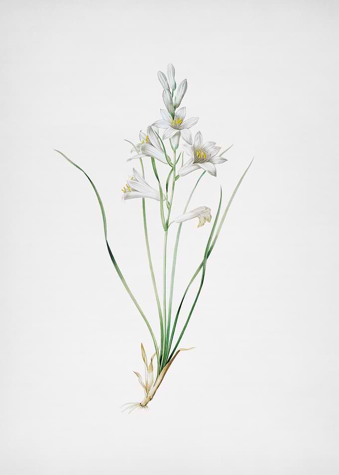 Paradise Lily