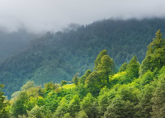 Georgia Landscape