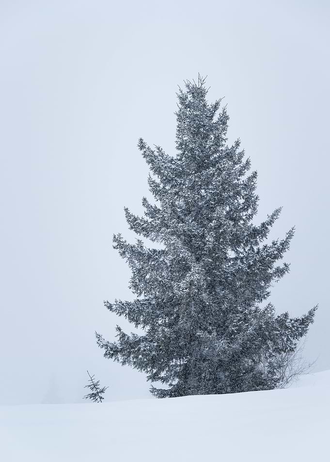 Winter Landscape
