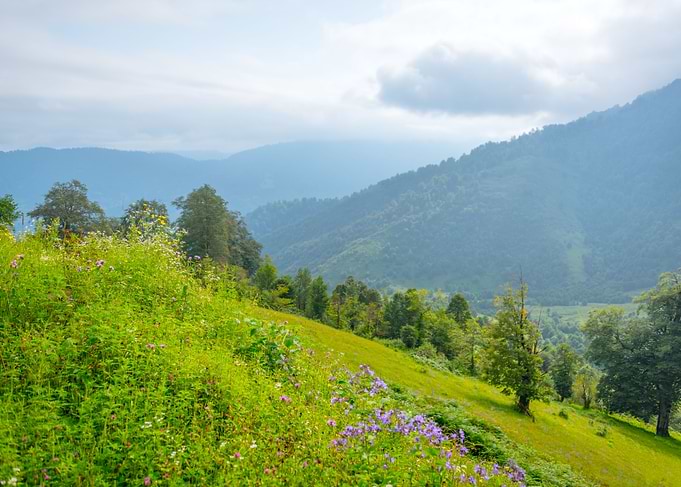 Georgia Landscape