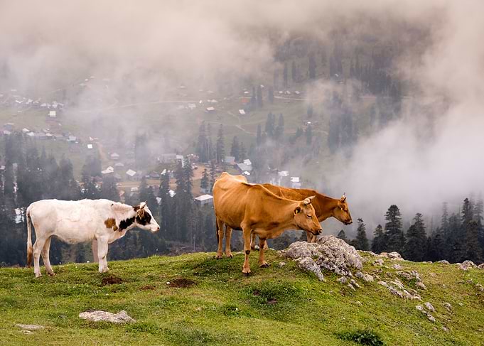 Mountain Cows
