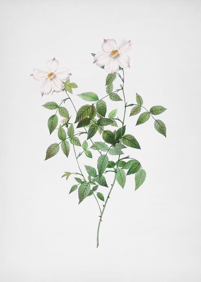 White Blooming Rosebush