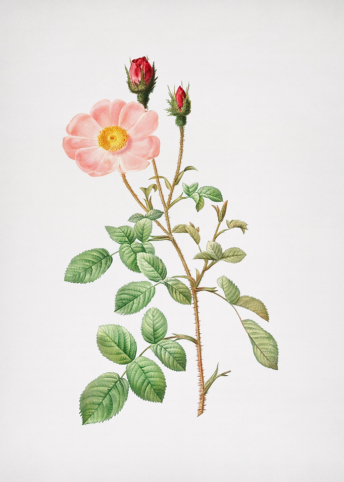 Vintage Musk Rose