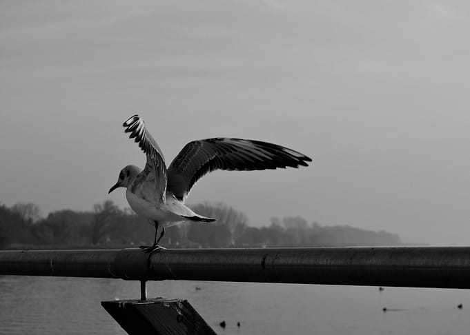 Freiheit