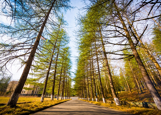 Tall Trees