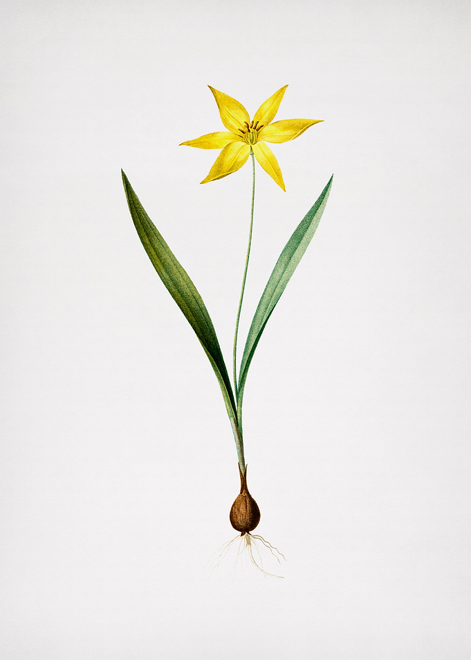 Tulipa Celsiana