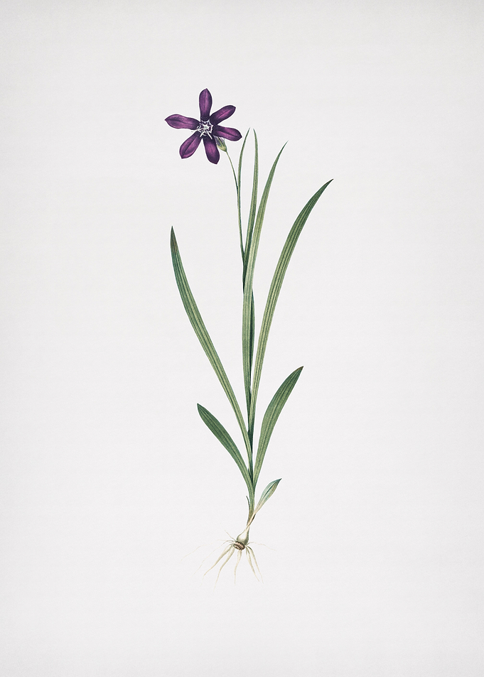 Ixia Grandiflora