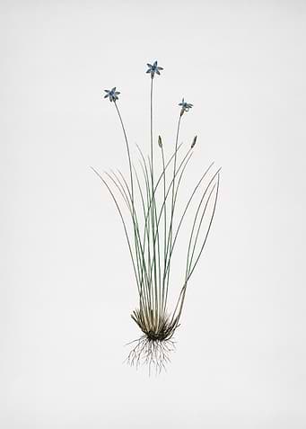 Aphyllanthes Monspeliensis