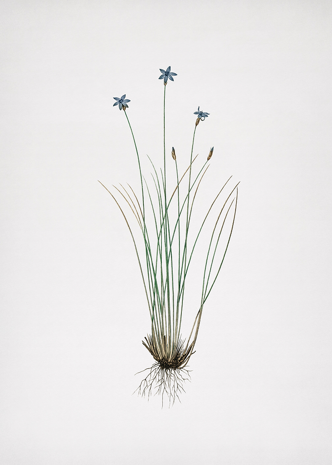 Aphyllanthes Monspeliensis