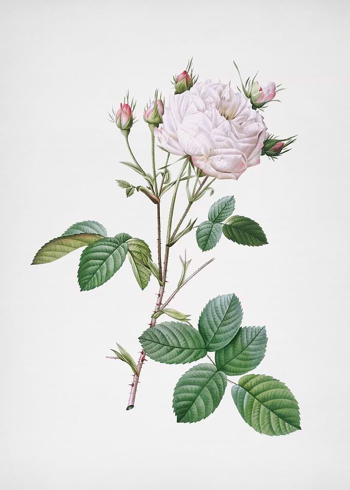 White Provence Rose
