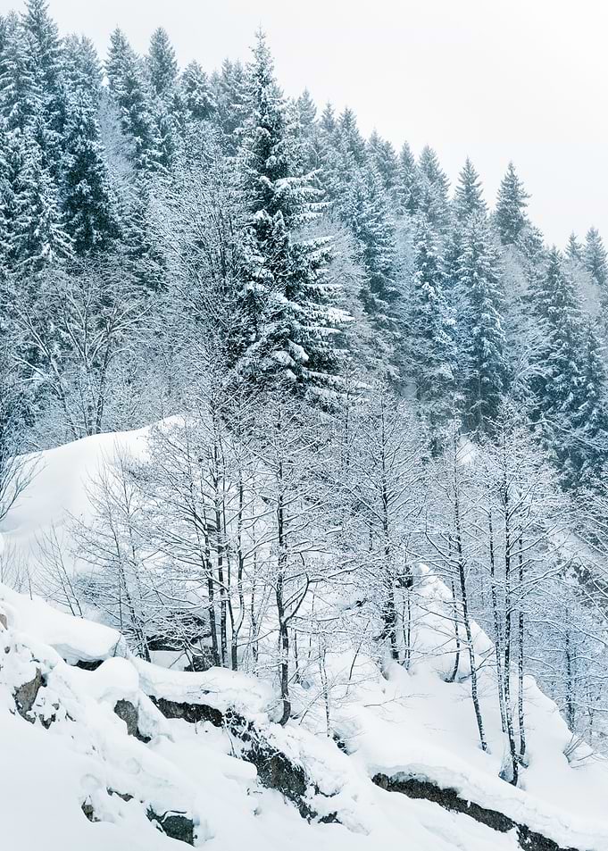 Winter Landscape
